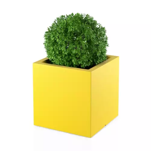 Bukszpan w żółtej donicy PIXEL POT M